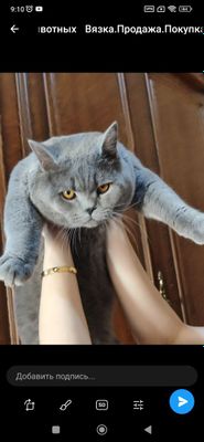 Зотли мушук сотилади