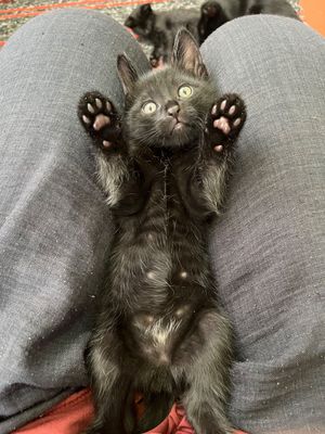 Бамбейские Котята , мальчик и девочка, приучены к лотку!