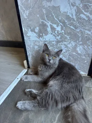 Котенок британец