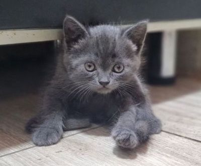 Скотти Страйтт основательные мальчишки.