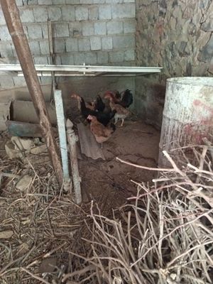 Продам домашние курицы 12 шт