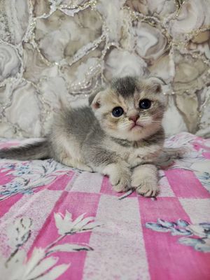 Продажа породистых котят