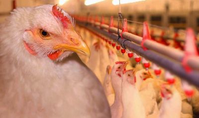 Продается Птицеферма 5.58 гектар Ахангаран ААА