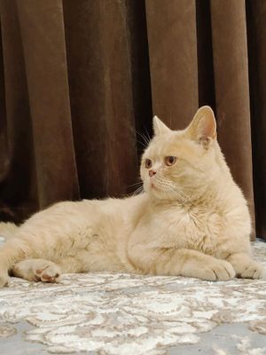 mushuk koshka
