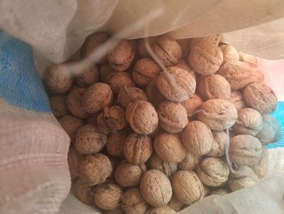 Грецкие орехи из Сурхандарьи