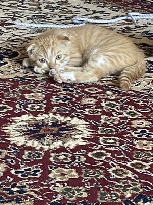 Ginger tabby british zotli mushukcha,juda aqlli,gapga kiradigan mushuk