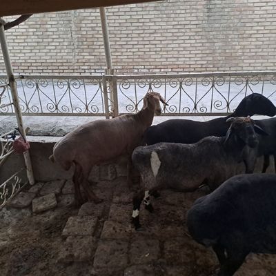 Куйлар суиб бирилади