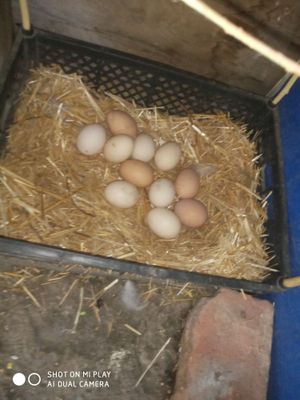 Toza brama tuxumlari bor