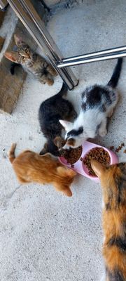 Котята 4шт 2 месяца им.