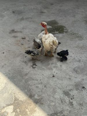Tovuq bolalari bilan