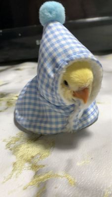 Попугай неразлучник ручной