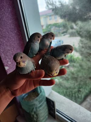 Ручной кушлар сотилади