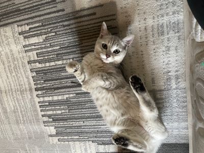 зотли яхши тоза мушук