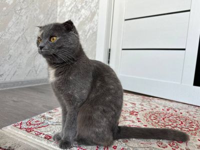 Scottish fold sotiladi
