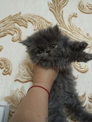 Персидские Котята