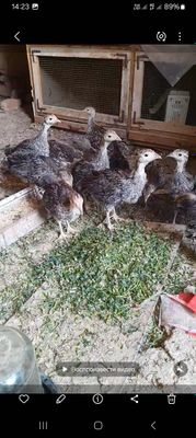 Туетауик шожелери сатилади