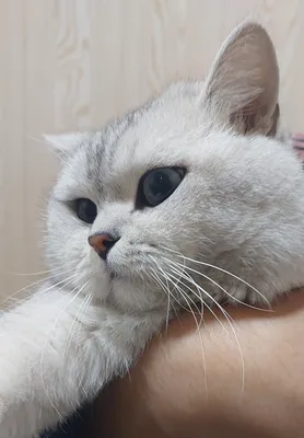 Qiz mushuklarni Vyazkaga taklif etamiz!