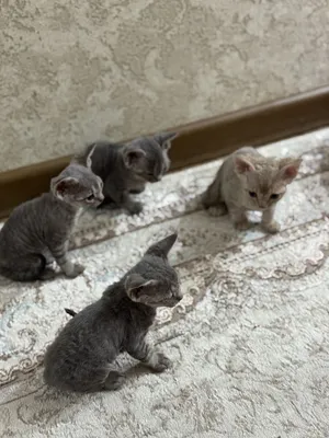 Продаются котята породы Девон Рекс