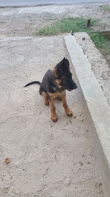 Avcharka nemis 3 oylik