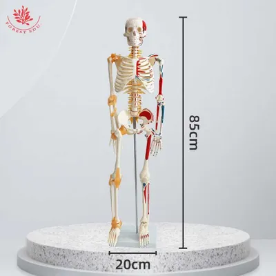 анатомическая модель скелета человека (85 см).