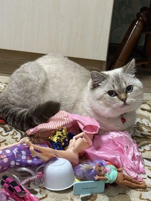 Серебристая Шиншила