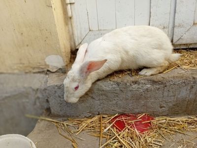 Quyonlar sotiladi erkagiyam urgʻochisiyam bor