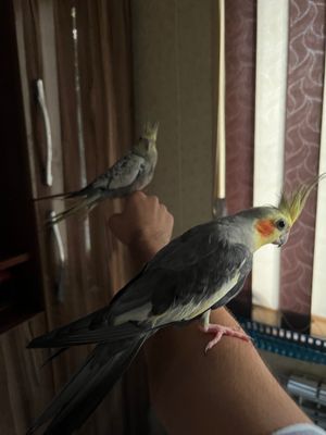 Karela Ruchnoy para
