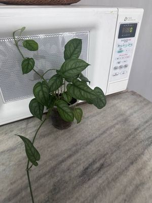 Продаётся монстера срез