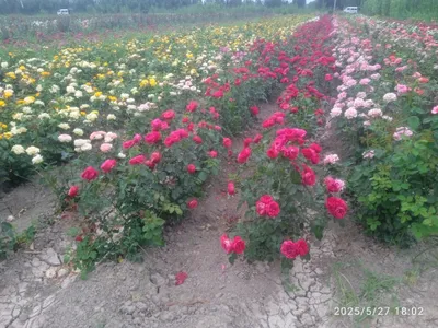 атиргул кучатлари сотилади