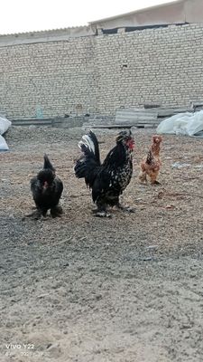 Японкалар сотилади