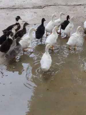 Утки пикинские домашние