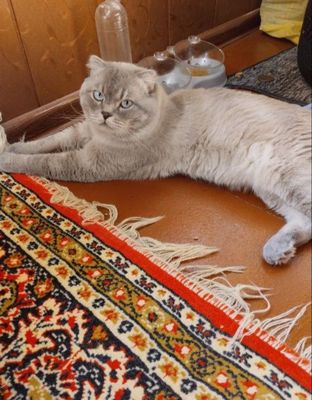 Скоттиш фолд хороший Кот домашний