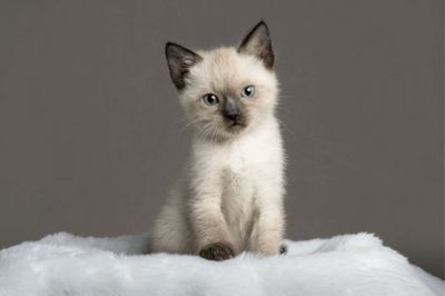 Сиамский катёнок 3 месяца