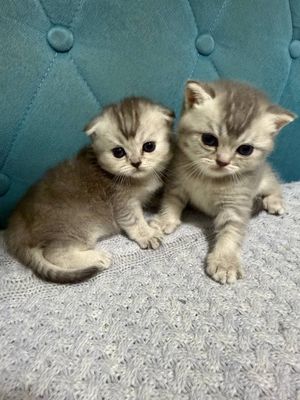 Mushukchalar , Babycats