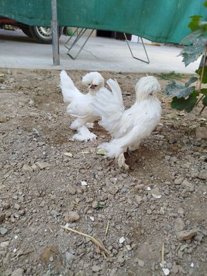 Кареский сотилади 1+1