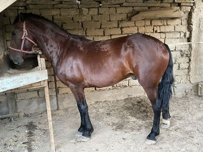 Qora bayr sotiladi!