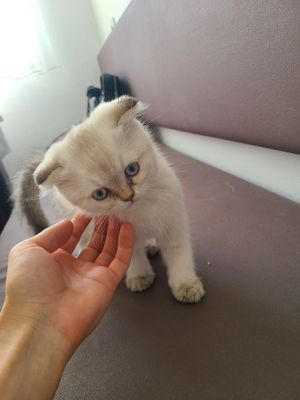 Продаются котята скоттиш фолд