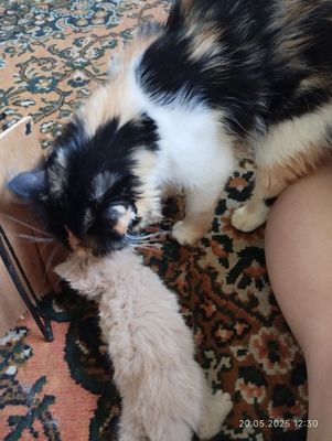 Продаются породистые котята