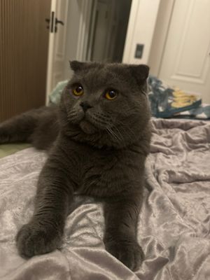 Кошка самец