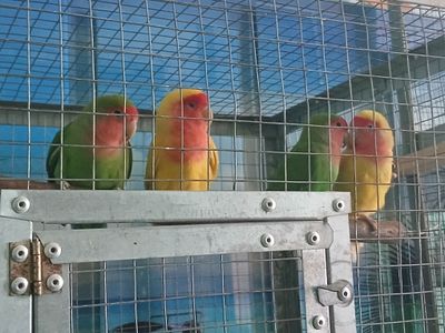 sotiladi 2 jup nerazushka va gnezdo