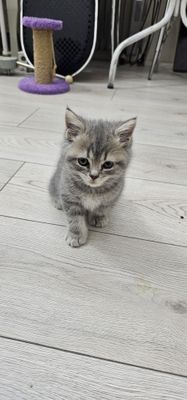 Продаётся Scottish fold и Scottish Straight