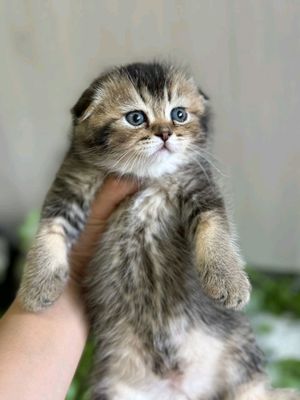 продаются Чистокровные Шотландские котята