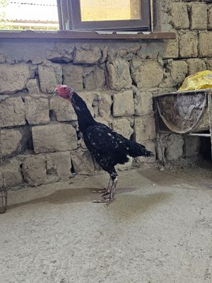 Tovuq sotiladi toza qonladan yul kaltagi qatig tovuq