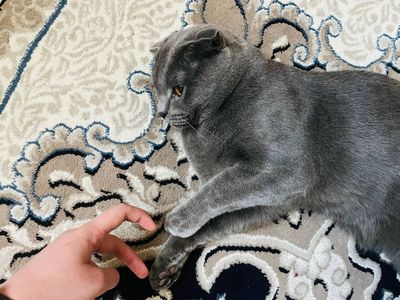 Продам кота ответственным любящим животных людям