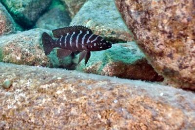 Neolamprologus Cylindricus Tanganikaa Narx chiqdi