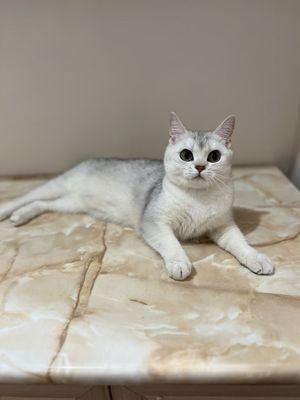 Британская серебристая шиншилла