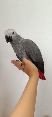 Jako qushi / sog'lom /