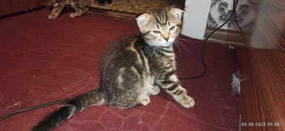 Продаётся котёнок Scottish Fold