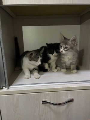 Бесплатно котята