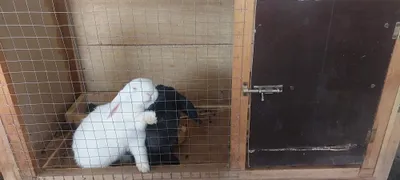 Карликовые кролики готовые